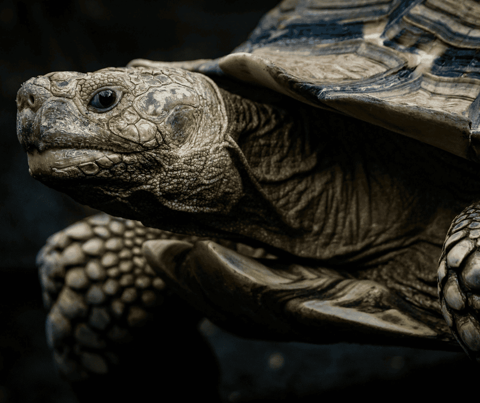 A close-up of a tortoise moving slowly forward, symbolizing steady, deliberate progress through repeated practice.