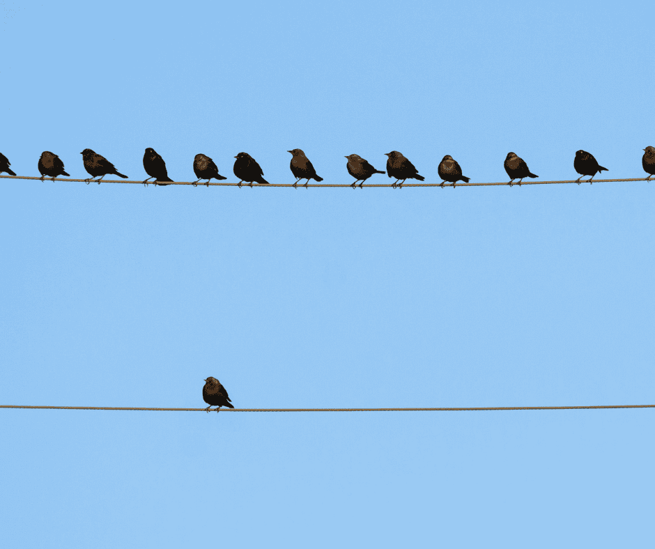 A single bird sits apart on a lower wire while a group gathers on the line above, illustrating unconventional productivity and the choice to work differently.