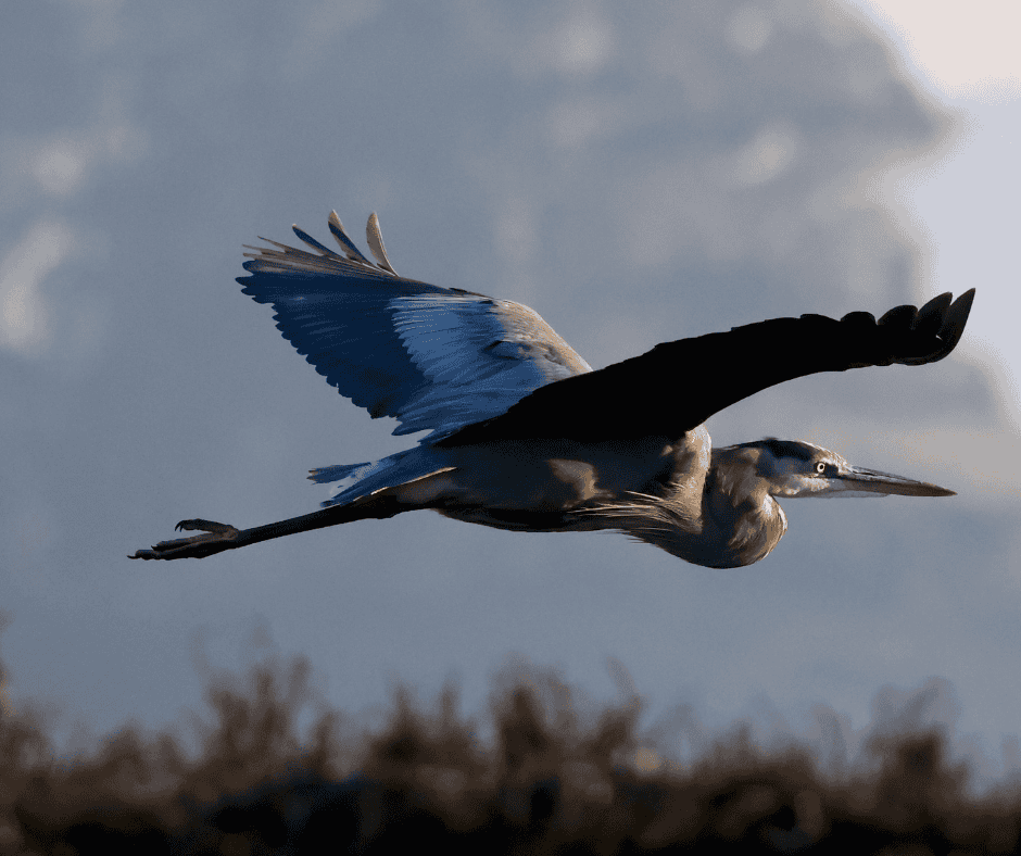 Great blue heron in flight against a soft evening sky, reflecting the meaning of the heron in The Boy and the Heron and the theme of time shaping interpretation.